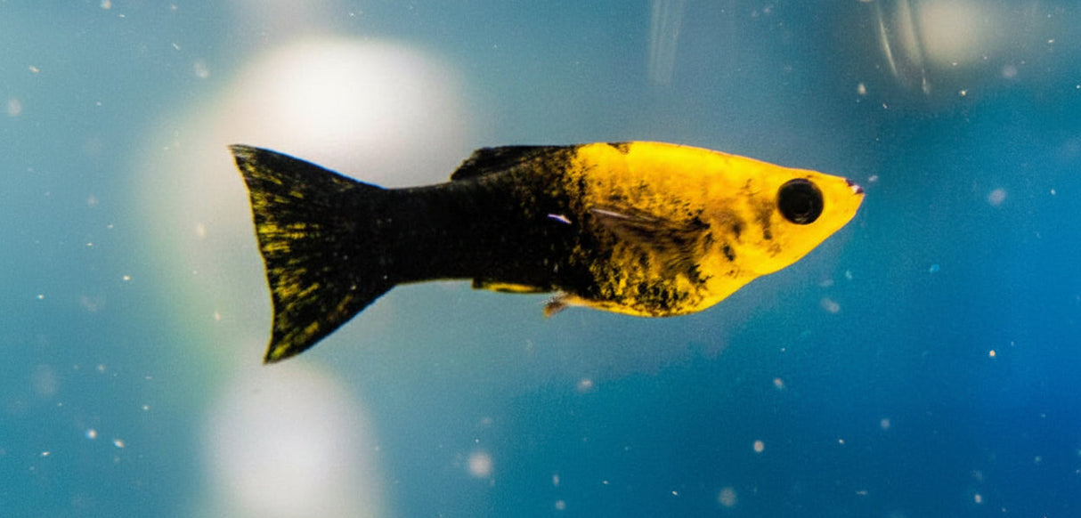 Golden Panda Molly (Poecilia sphenops) | Livebearers | Largest Tropical Fish Selection at Your Local Fish Store