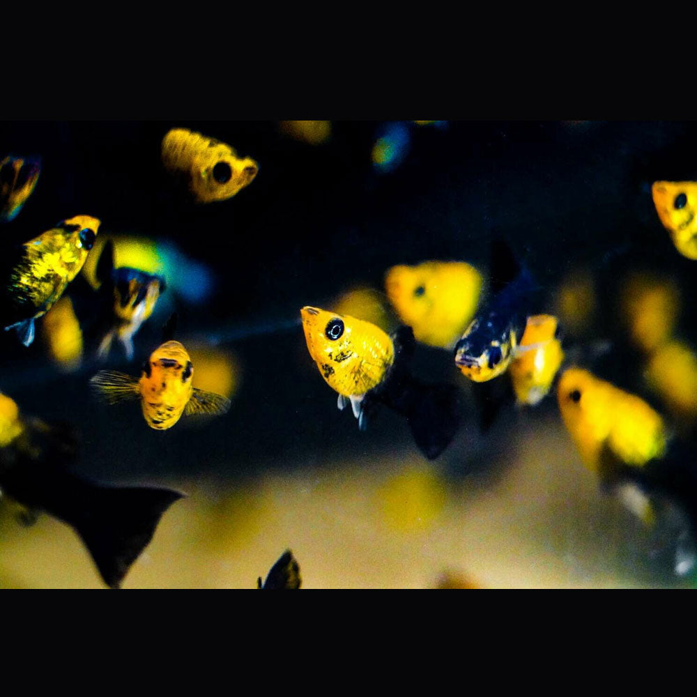 Golden Panda Molly (Poecilia sphenops) 5-6cm | Livebearers | Largest Tropical Fish Selection at Your Local Fish Store