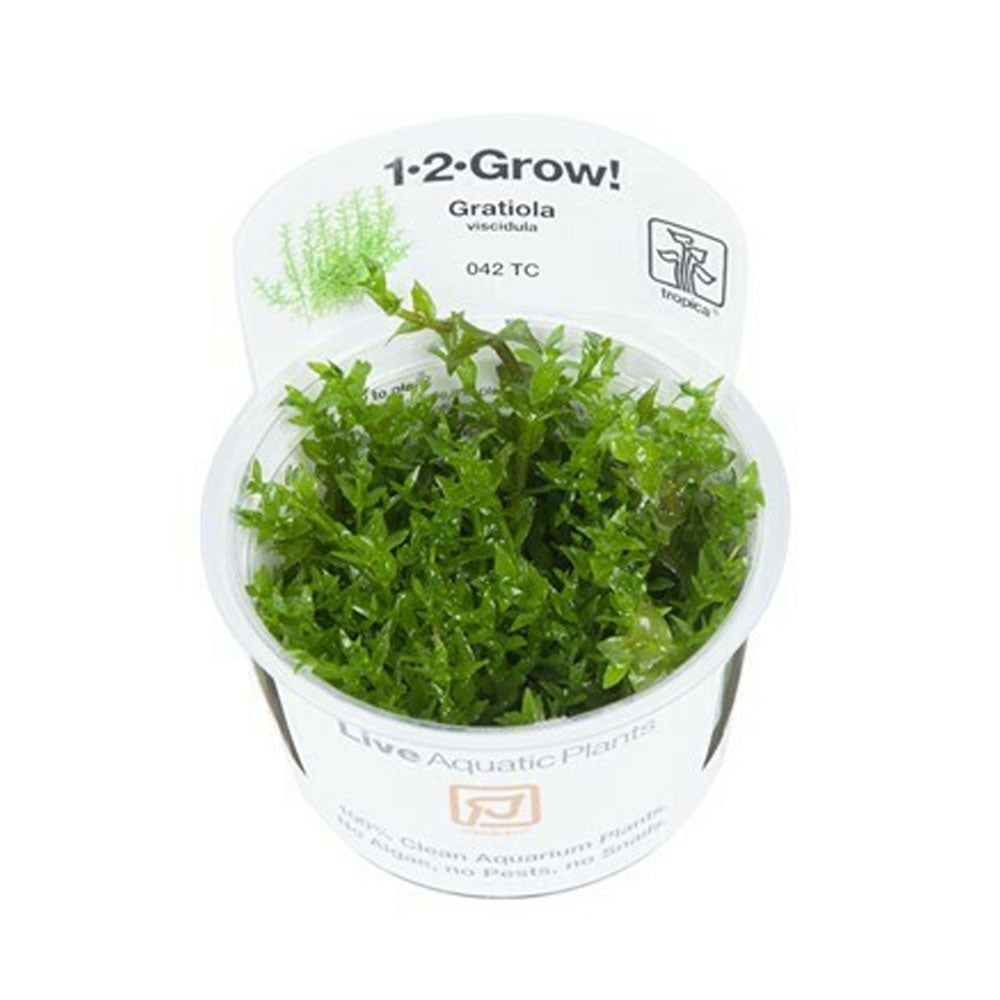 Gratiola viscidula 1-2-Grow 042 TC | Tissue Cultures | Largest Tropical Fish Selection at Your Local Fish Store