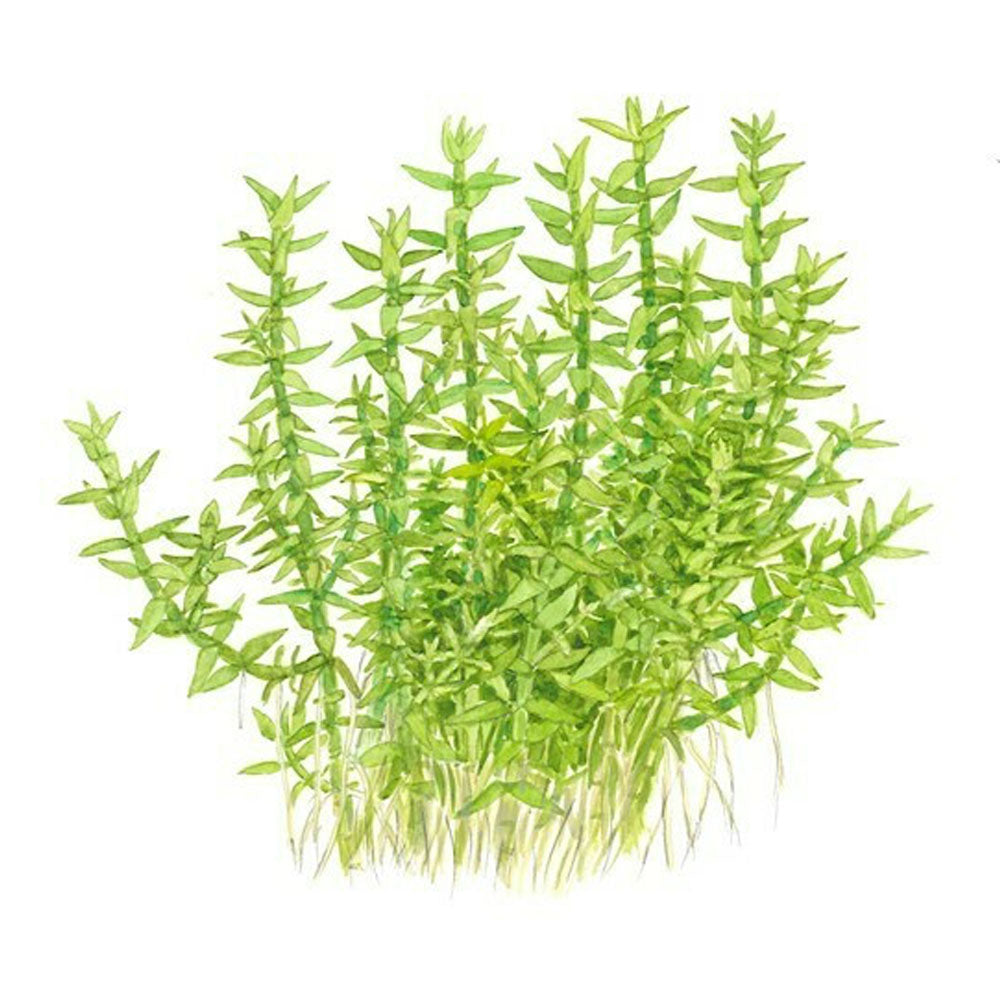 Gratiola viscidula 1-2-Grow 042 TC | Tissue Cultures | Largest Tropical Fish Selection at Your Local Fish Store