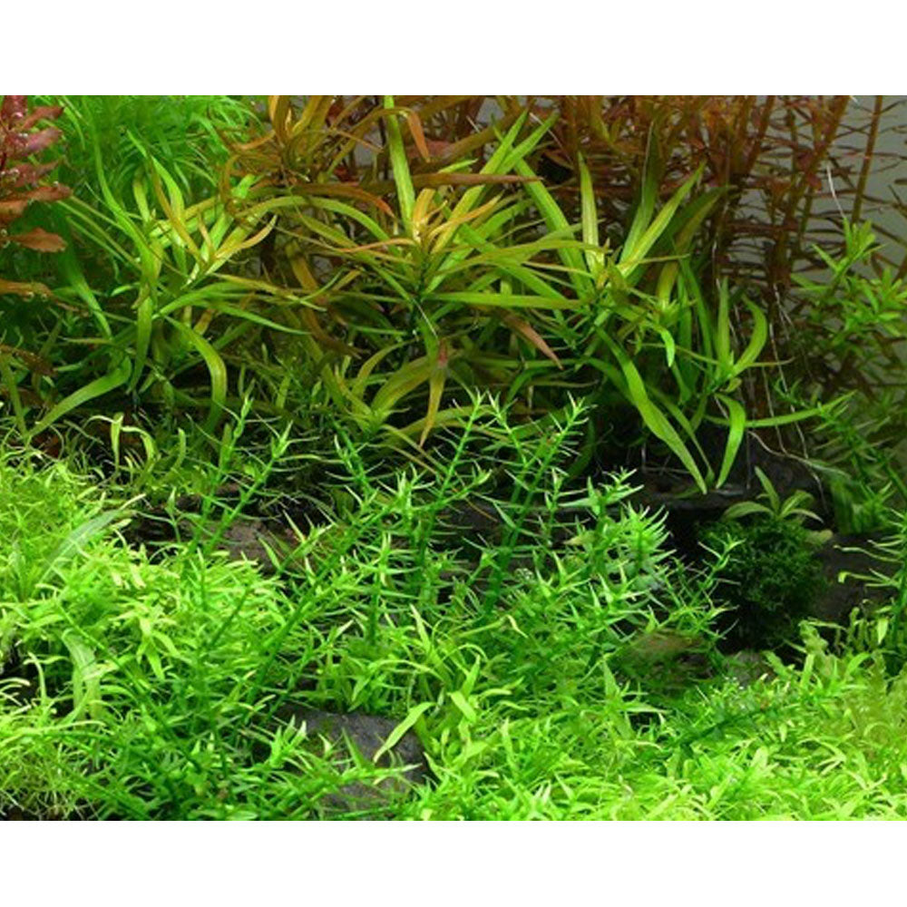 Gratiola viscidula 1-2-Grow 042 TC | Tissue Cultures | Largest Tropical Fish Selection at Your Local Fish Store
