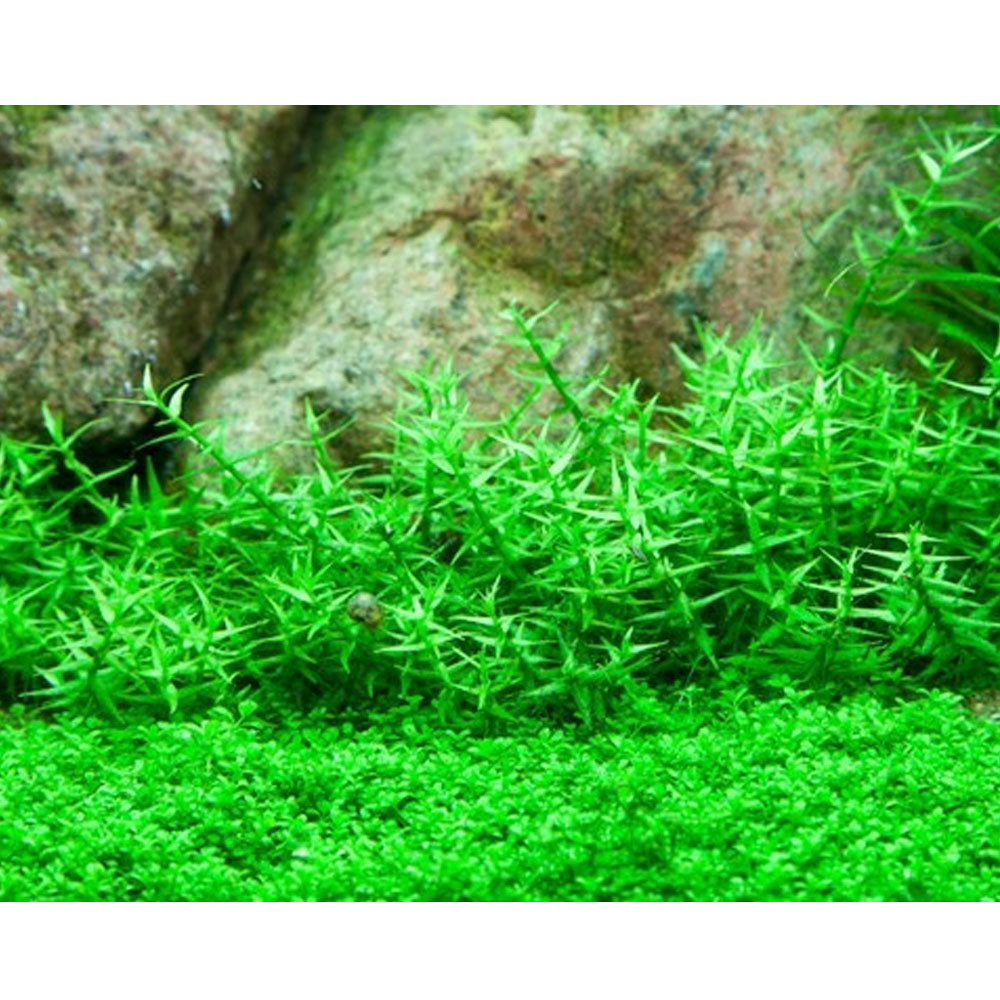 Gratiola viscidula 1-2-Grow 042 TC | Tissue Cultures | Largest Tropical Fish Selection at Your Local Fish Store