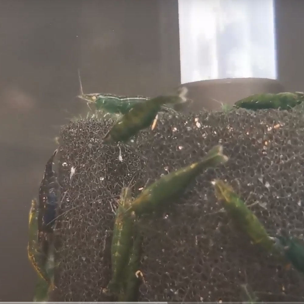 Green Jade Shrimp | Snails Shrimp Crayfish Crabs | Largest Tropical Fish Selection at Your Local Fish Store