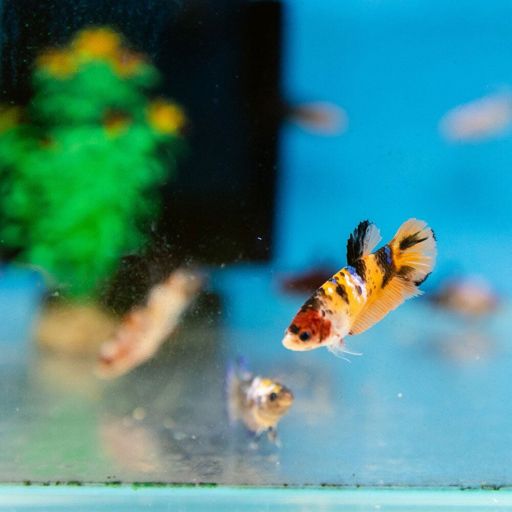 HMPK Betta Female | Bettas | Largest Tropical Fish Selection at Your Local Fish Store