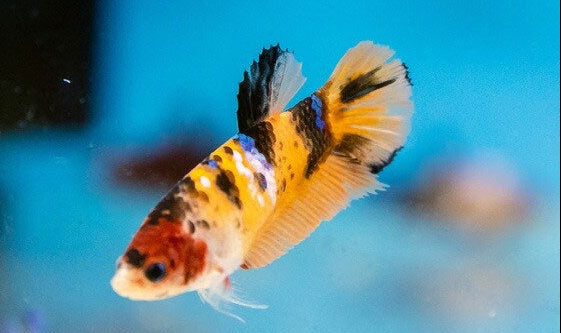 HMPK Betta Female (Betta splendens) | Bettas | Largest Tropical Fish Selection at Your Local Fish Store