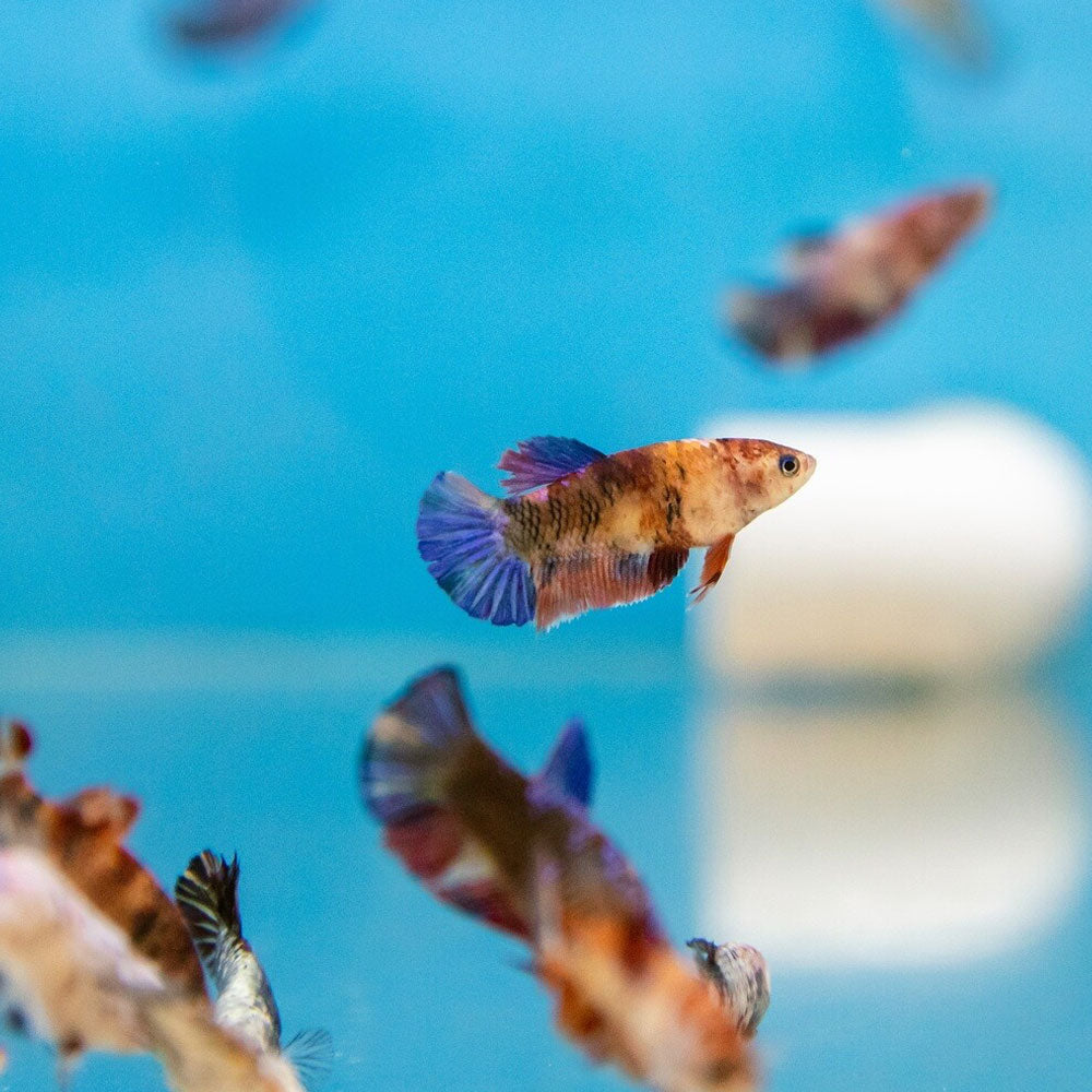 HMPK Betta Female | Bettas | Largest Tropical Fish Selection at Your Local Fish Store