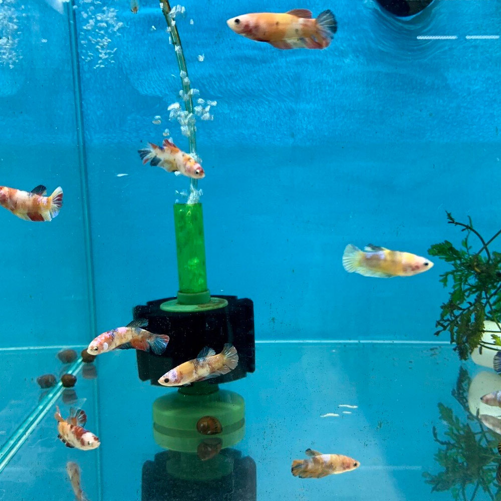 HMPK Betta Female | Bettas | Largest Tropical Fish Selection at Your Local Fish Store