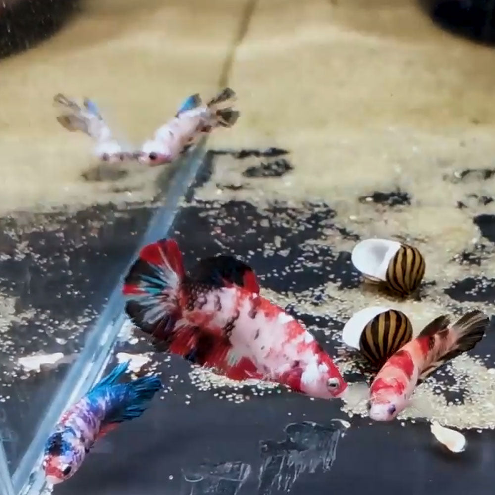 HMPK Betta Female | Bettas | Largest Tropical Fish Selection at Your Local Fish Store