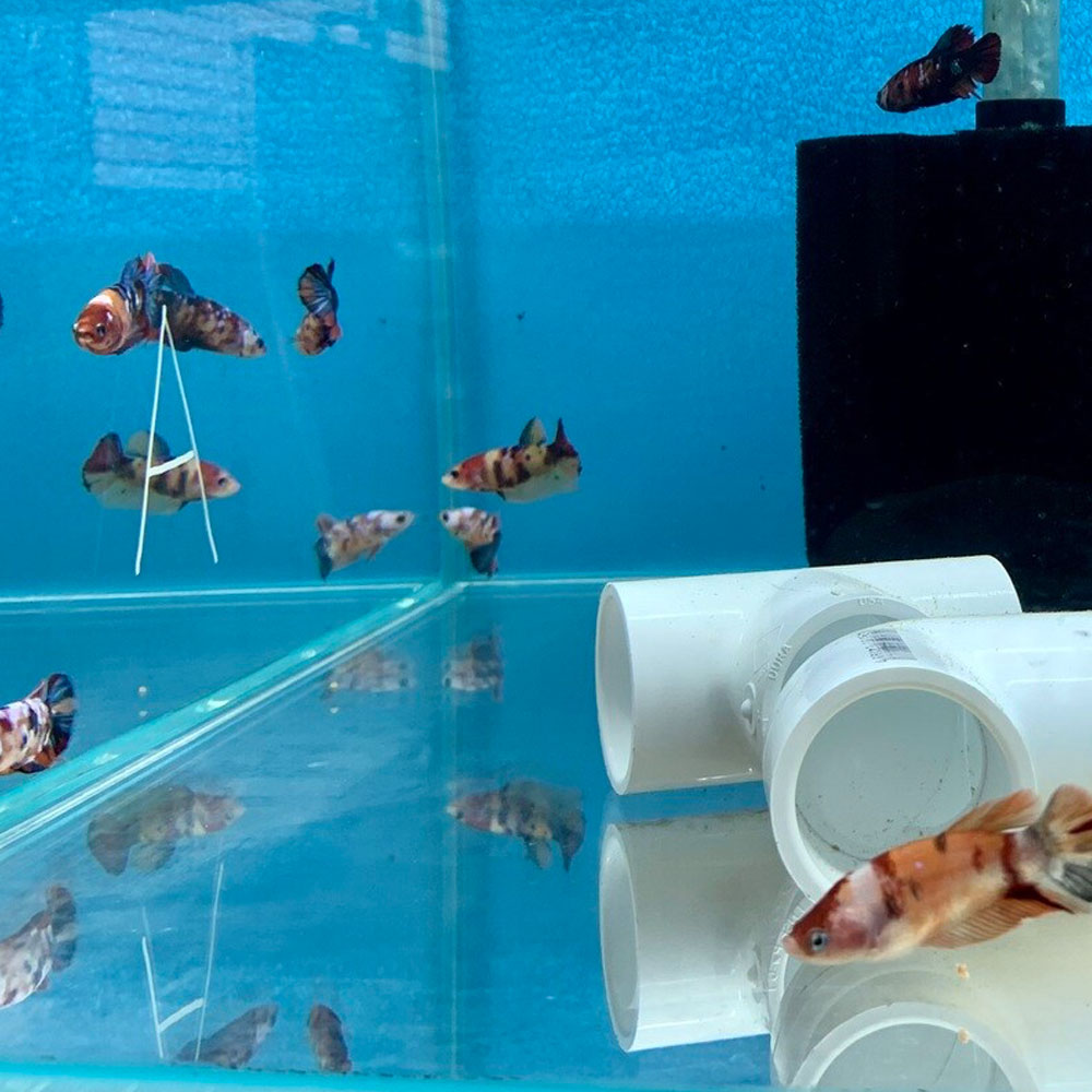 HMPK Betta Female | Bettas | Largest Tropical Fish Selection at Your Local Fish Store