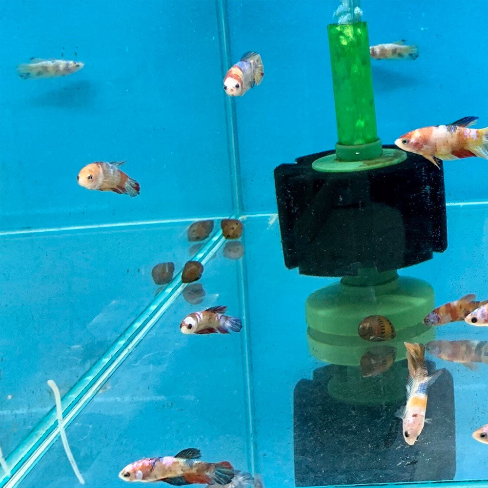 HMPK Betta Female | Bettas | Largest Tropical Fish Selection at Your Local Fish Store