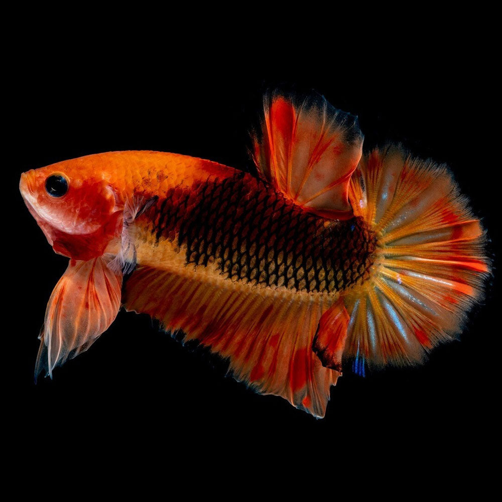HMPK Male Betta | Bettas | Largest Tropical Fish Selection at Your Local Fish Store