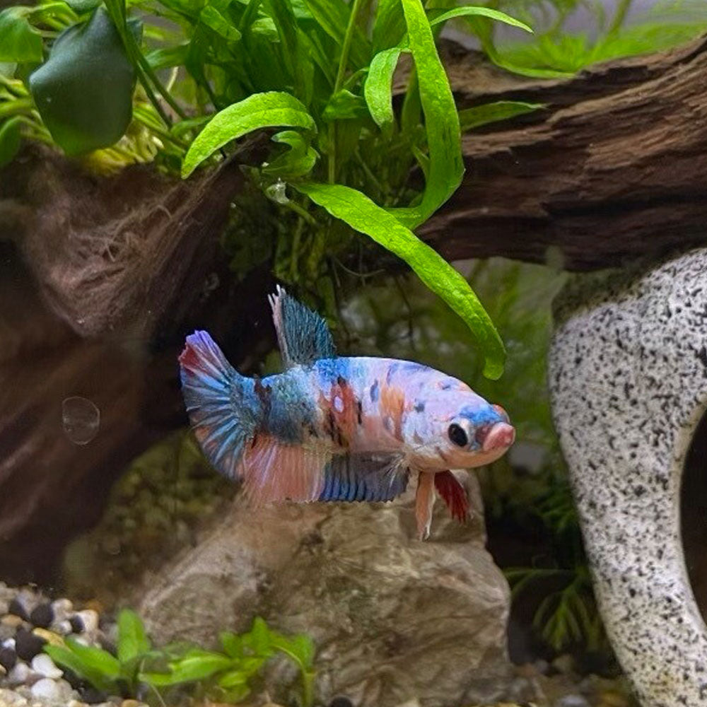HMPK Male Betta | Bettas | Largest Tropical Fish Selection at Your Local Fish Store