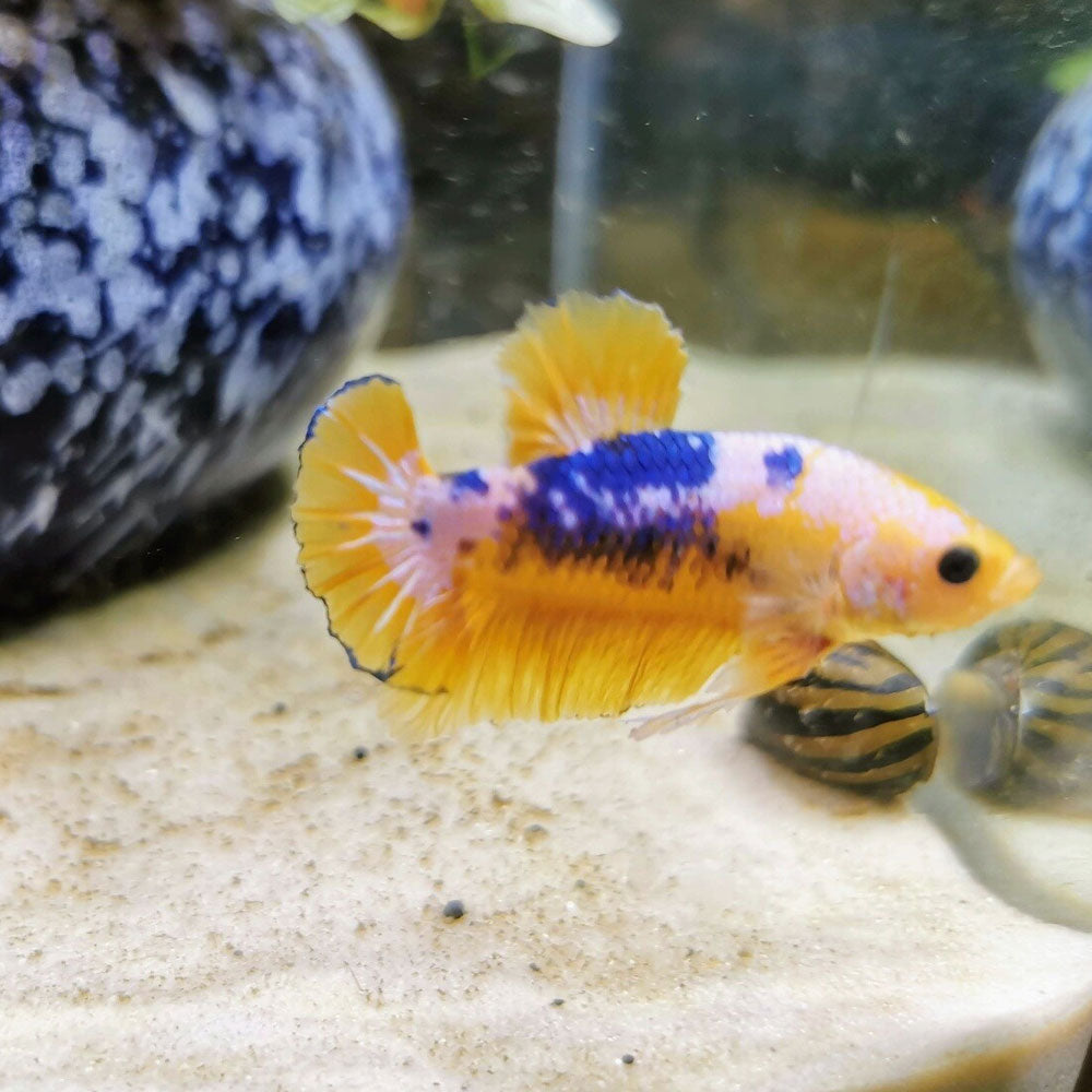 HMPK Male Betta | Bettas | Largest Tropical Fish Selection at Your Local Fish Store