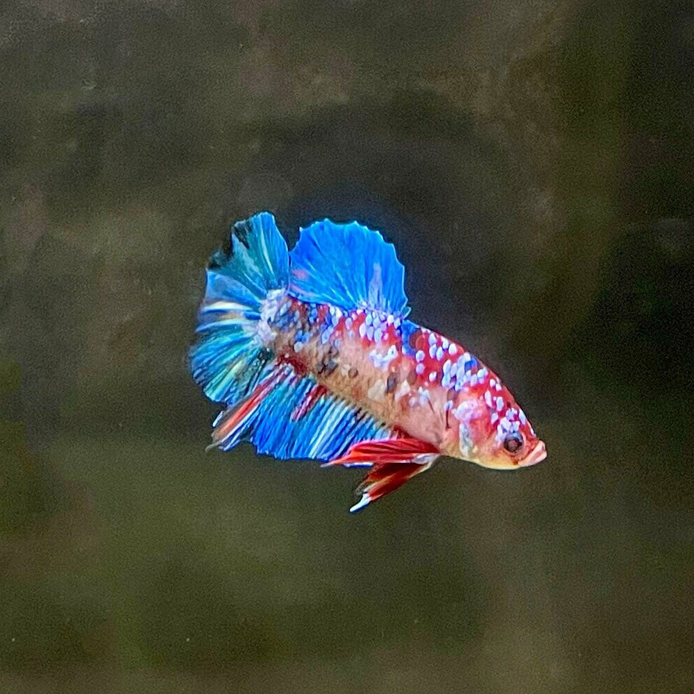 HMPK Male Betta | Bettas | Largest Tropical Fish Selection at Your Local Fish Store