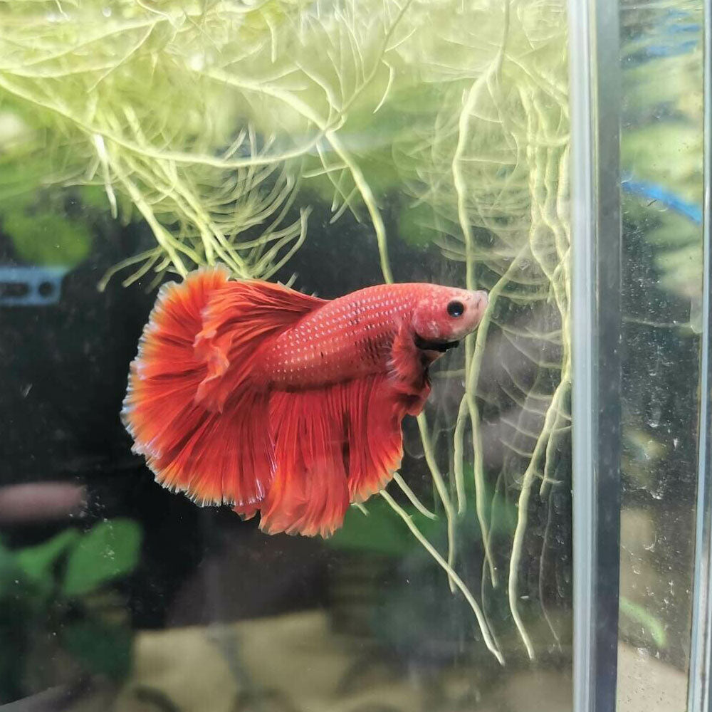 Halfmoon Betta Male | Bettas | Largest Tropical Fish Selection at Your Local Fish Store
