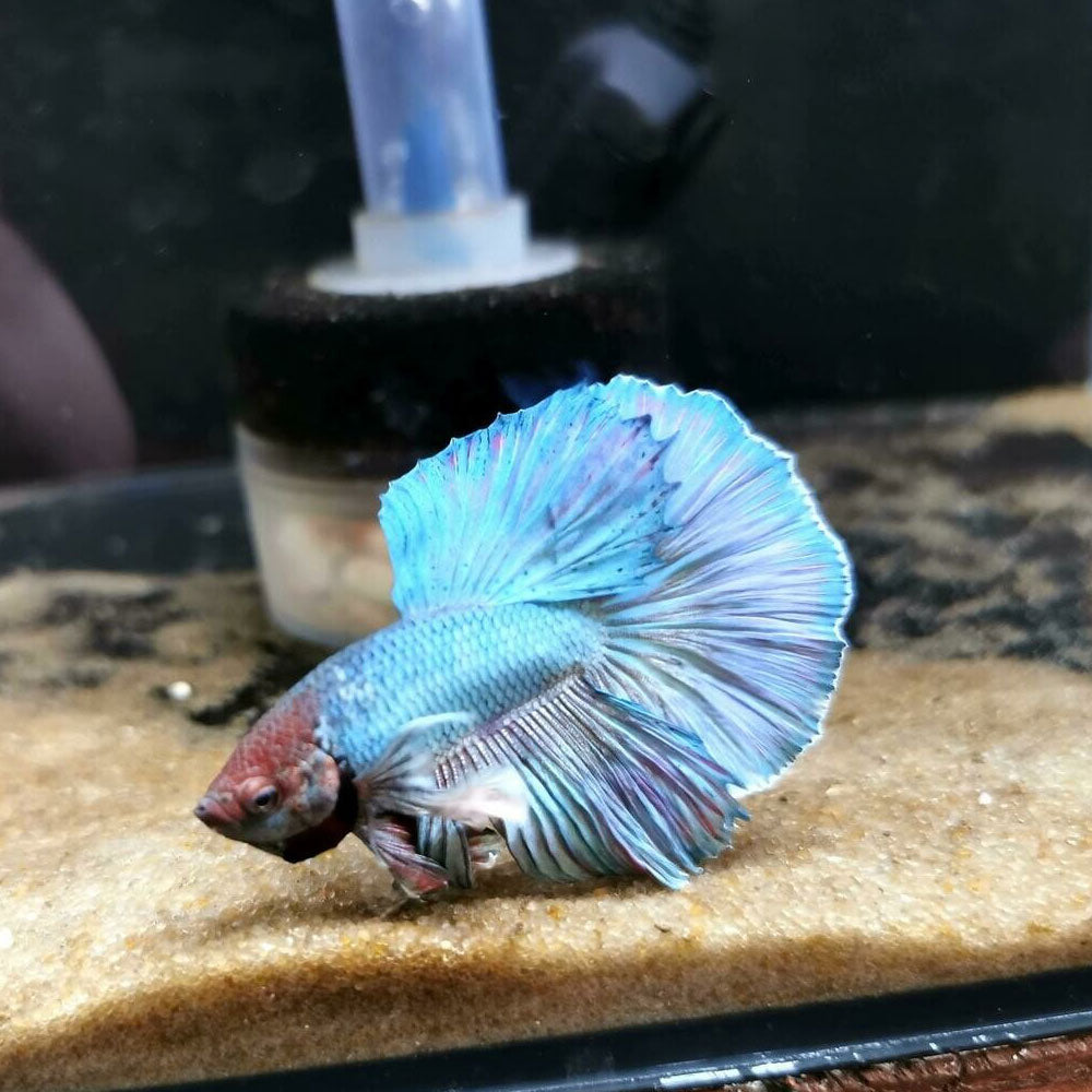 Halfmoon Betta Male | Bettas | Largest Tropical Fish Selection at Your Local Fish Store