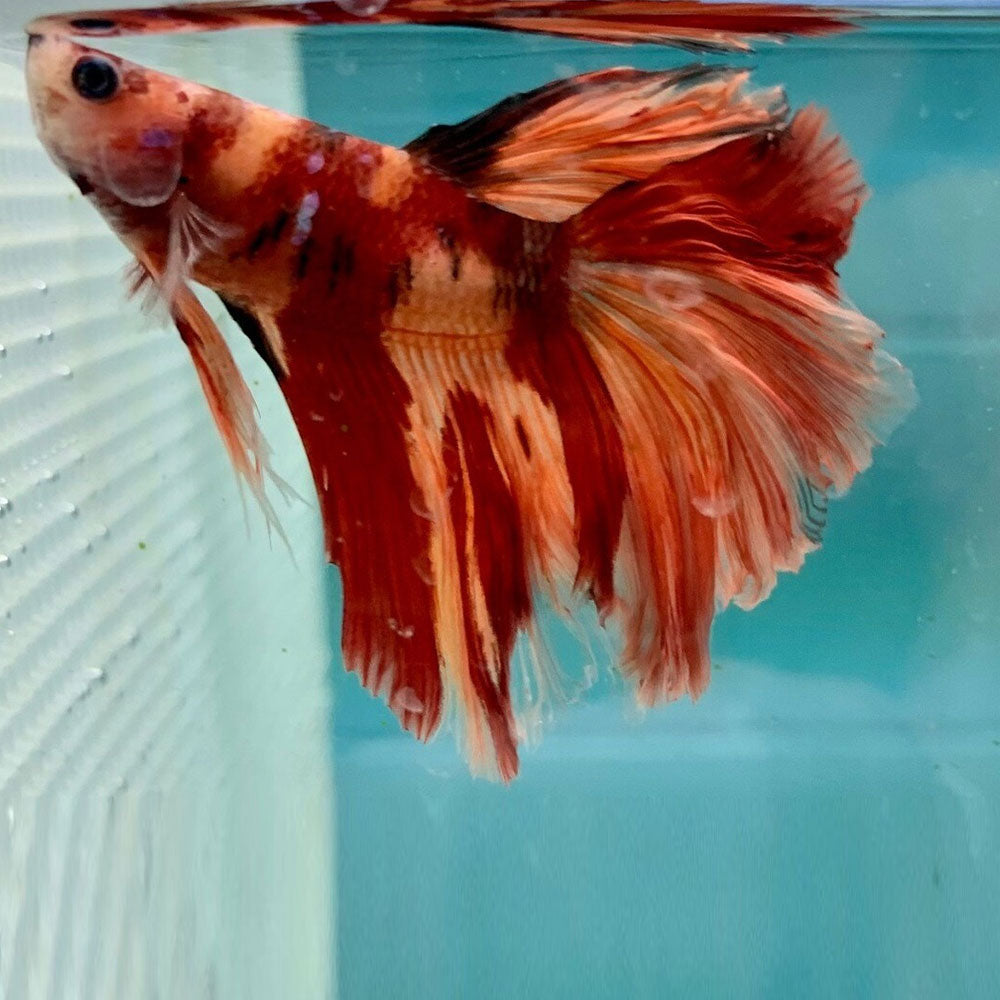 Halfmoon Betta Male | Bettas | Largest Tropical Fish Selection at Your Local Fish Store