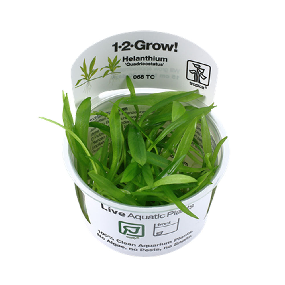 Helanthium 'Quadricostatus' 1-2-Grow 068 TC | Tissue Cultures | Largest Tropical Fish Selection at Your Local Fish Store