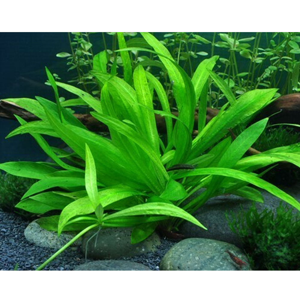 Helanthium 'Quadricostatus' 1-2-Grow 068 TC | Tissue Cultures | Largest Tropical Fish Selection at Your Local Fish Store