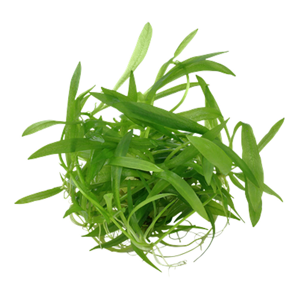 Helanthium 'Quadricostatus' 1-2-Grow 068 TC | Tissue Cultures | Largest Tropical Fish Selection at Your Local Fish Store