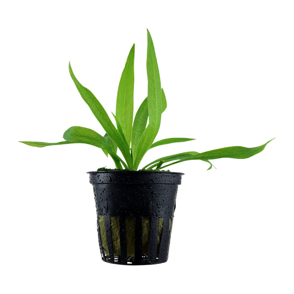 Helanthium quadricostatus potted 068 | Potted Plants | Largest Tropical Fish Selection at Your Local Fish Store
