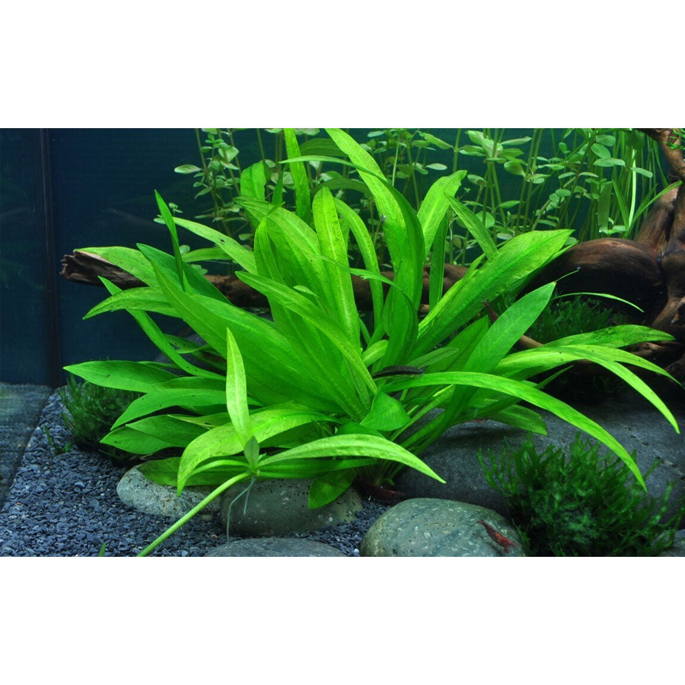 Helanthium quadricostatus potted 068 | Potted Plants | Largest Tropical Fish Selection at Your Local Fish Store