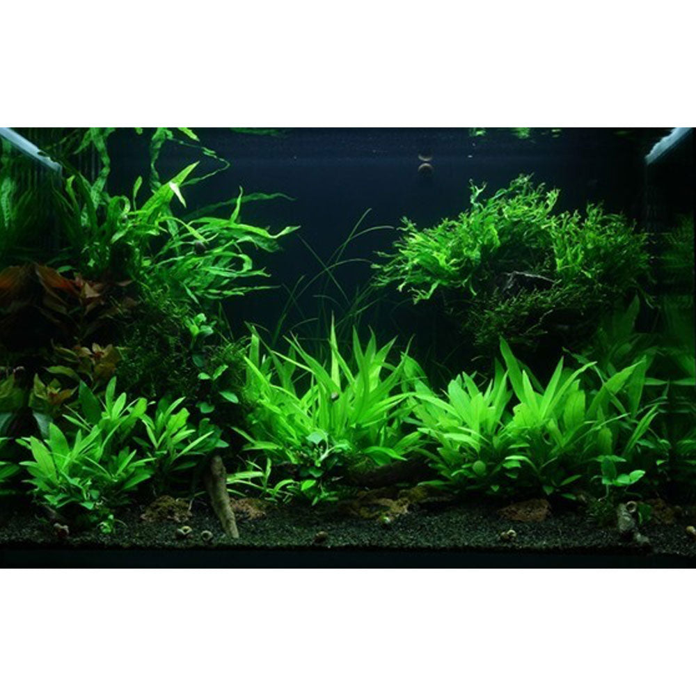 Helanthium quadricostatus potted 068 | Potted Plants | Largest Tropical Fish Selection at Your Local Fish Store