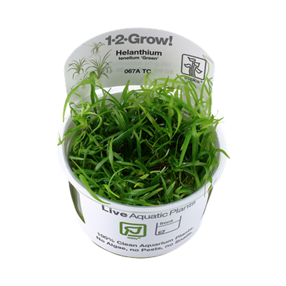 Helanthium tenellum 'Green' 1-2-Grow 067A TC | Tissue Cultures | Largest Tropical Fish Selection at Your Local Fish Store