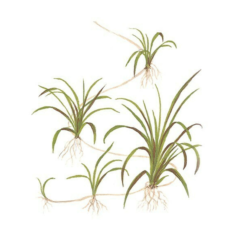 Helanthium tenellum 'Green' 1-2-Grow 067A TC | Tissue Cultures | Largest Tropical Fish Selection at Your Local Fish Store