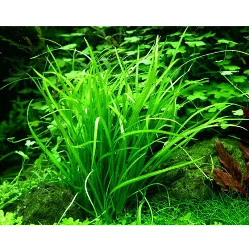 Helanthium tenellum 'Green' 1-2-Grow 067A TC | Tissue Cultures | Largest Tropical Fish Selection at Your Local Fish Store