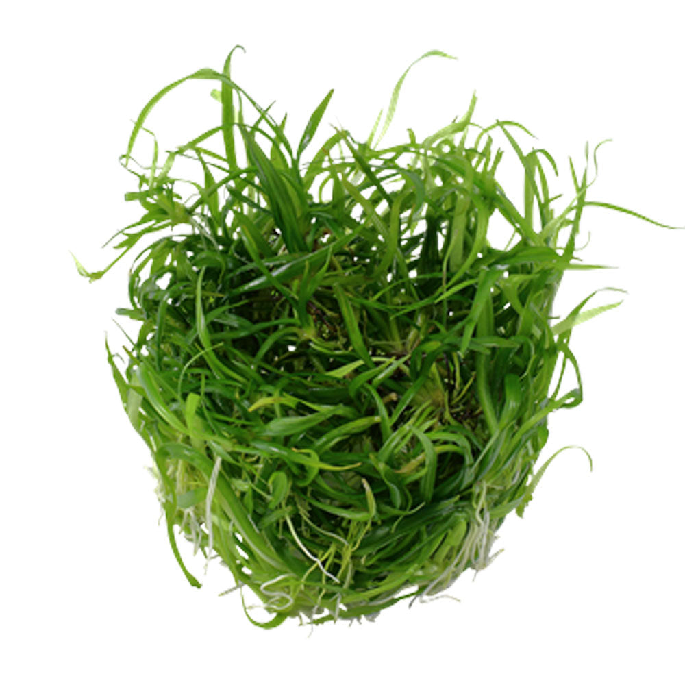 Helanthium tenellum 'Green' 1-2-Grow 067A TC | Tissue Cultures | Largest Tropical Fish Selection at Your Local Fish Store