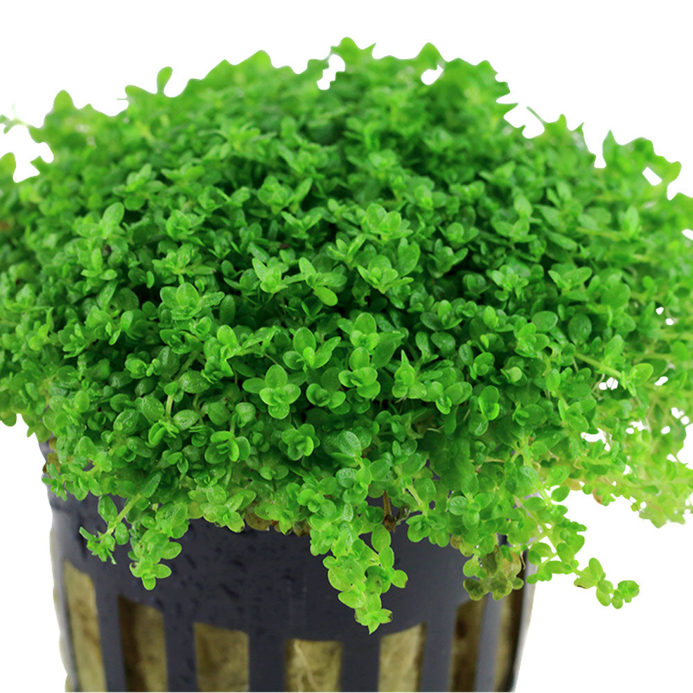 Hemianthus callitrichoides 'Cuba' 048B TC | Tissue Cultures | Largest Tropical Fish Selection at Your Local Fish Store