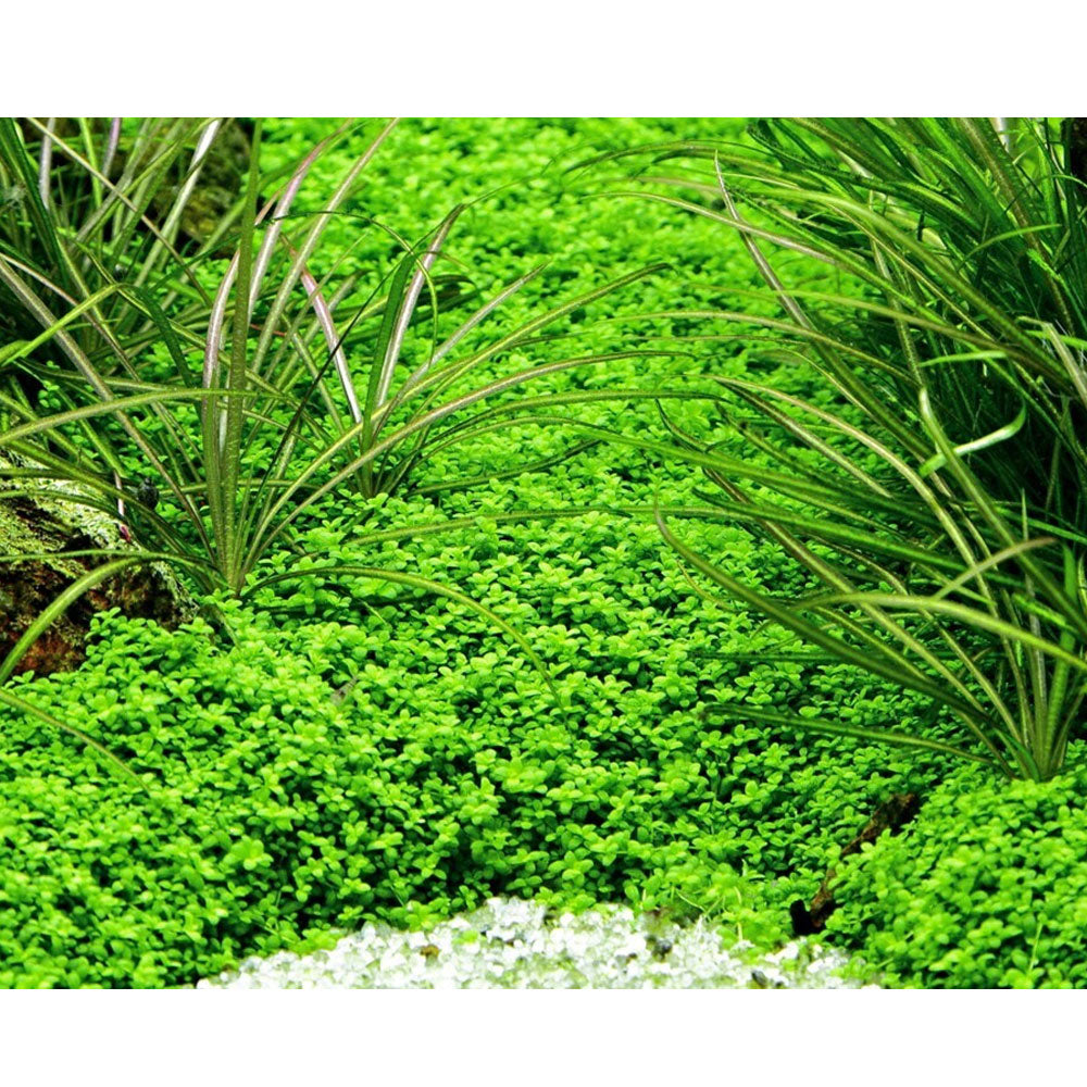 Hemianthus callitrichoides 'Cuba' 048B TC | Tissue Cultures | Largest Tropical Fish Selection at Your Local Fish Store