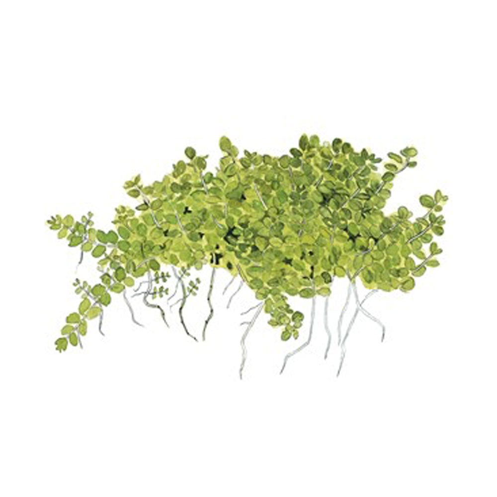 Hemianthus callitrichoides 'Cuba' 048B TC | Tissue Cultures | Largest Tropical Fish Selection at Your Local Fish Store