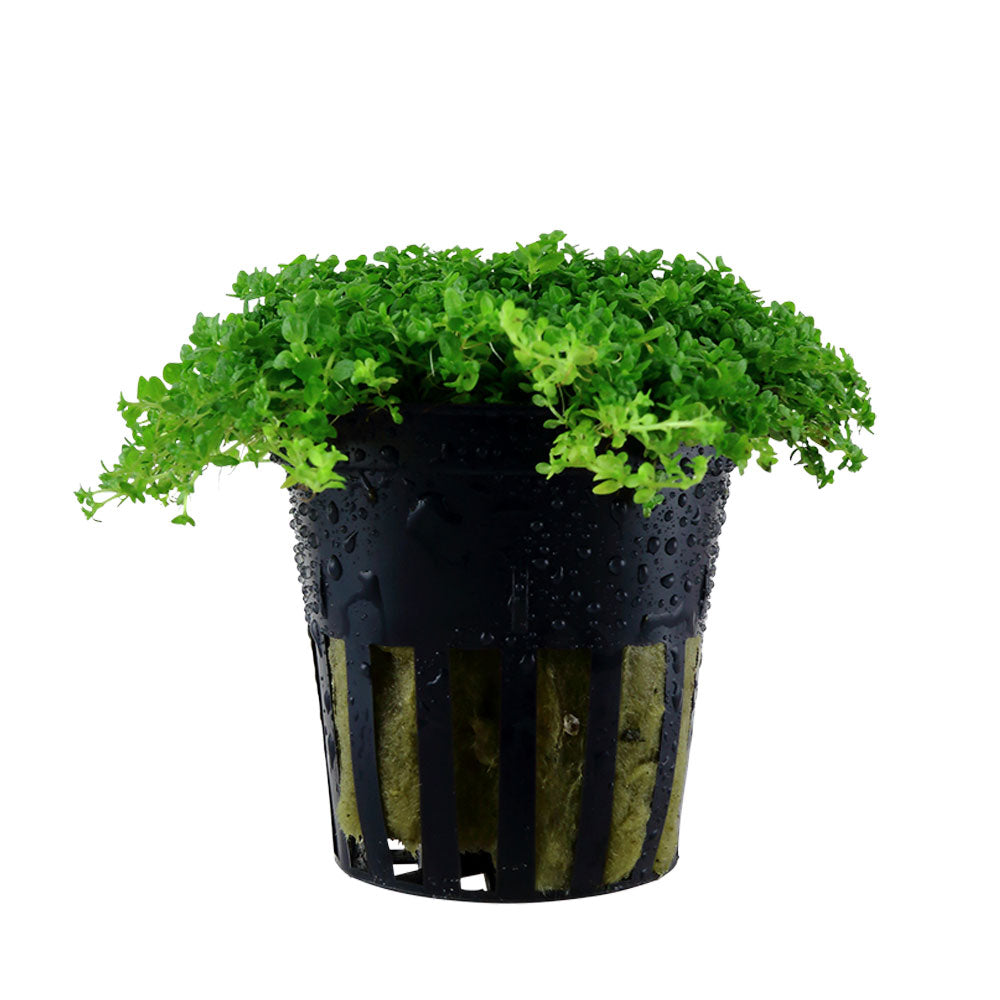 Hemianthus callitrichoides 'Cuba' potted 048B | Potted Plants | Largest Tropical Fish Selection at Your Local Fish Store