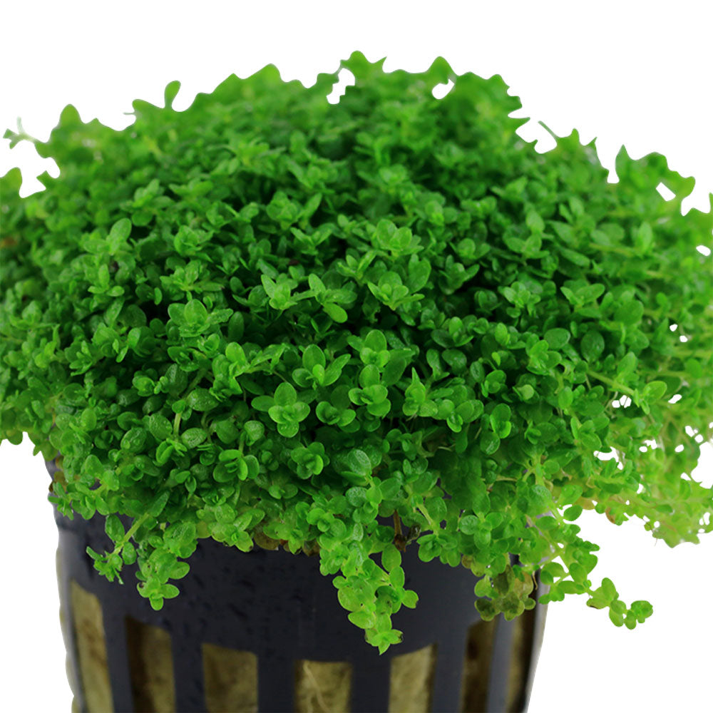 Hemianthus callitrichoides 'Cuba' potted 048B | Potted Plants | Largest Tropical Fish Selection at Your Local Fish Store