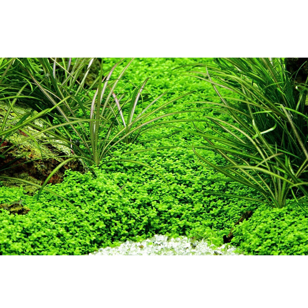 Hemianthus callitrichoides 'Cuba' potted 048B | Potted Plants | Largest Tropical Fish Selection at Your Local Fish Store
