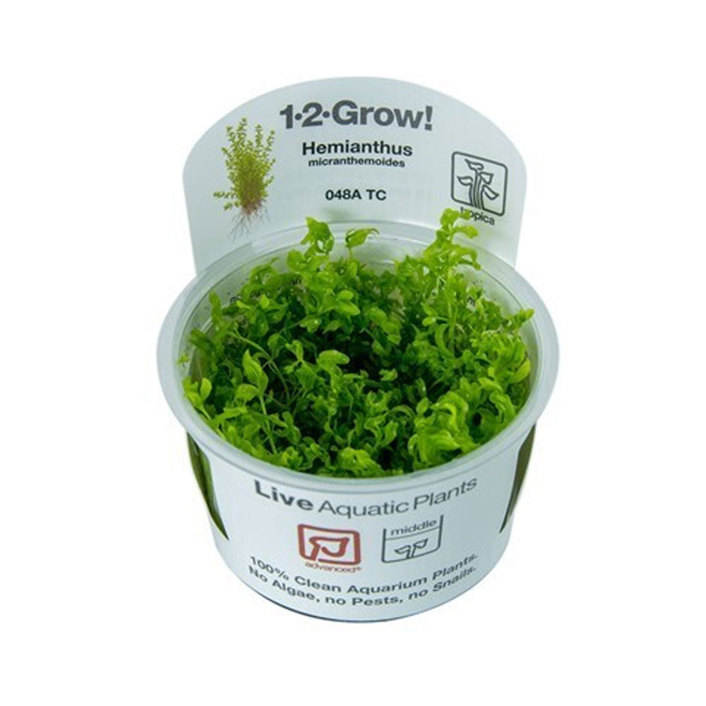 Hemianthus micranthemoides 048A TC | Tissue Cultures | Largest Tropical Fish Selection at Your Local Fish Store