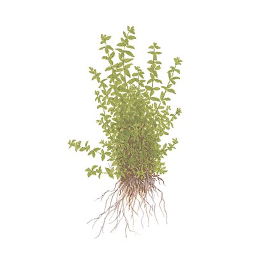 Hemianthus micranthemoides 048A TC | Tissue Cultures | Largest Tropical Fish Selection at Your Local Fish Store