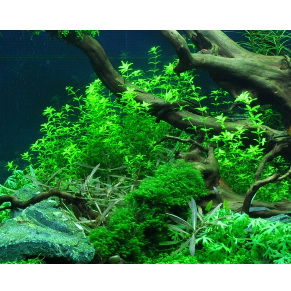 Hemianthus micranthemoides 048A TC | Tissue Cultures | Largest Tropical Fish Selection at Your Local Fish Store