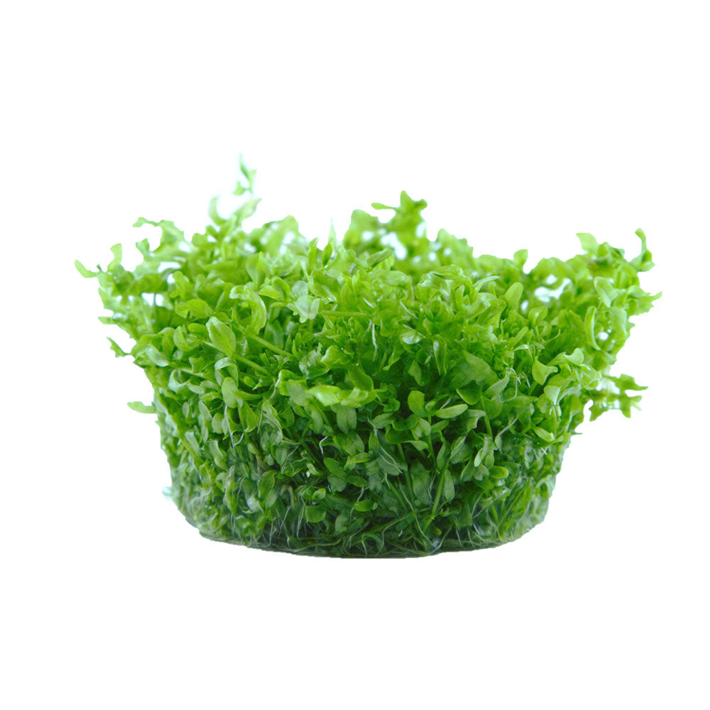 Hemianthus micranthemoides 048A TC | Tissue Cultures | Largest Tropical Fish Selection at Your Local Fish Store