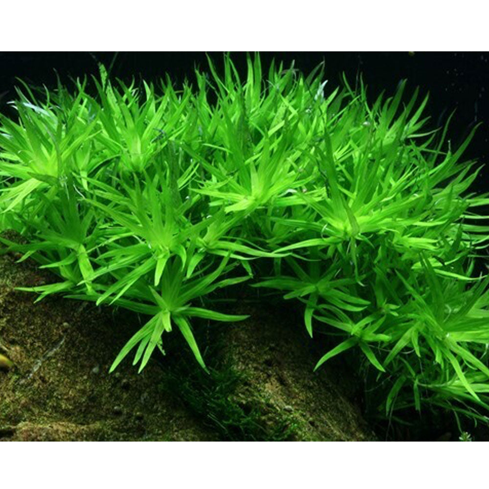 Heteranthera zosterifolia "Star Grass" 096 TC | Tissue Cultures | Largest Tropical Fish Selection at Your Local Fish Store