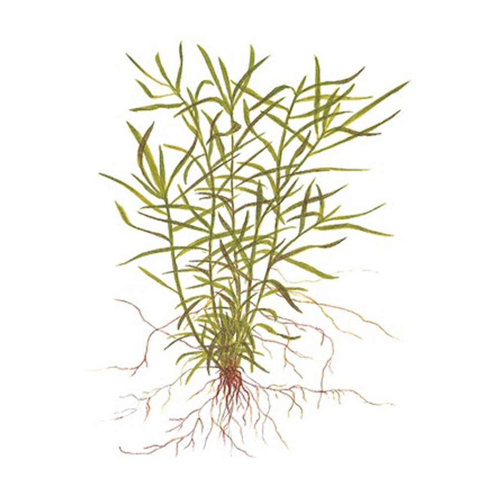 Heteranthera zosterifolia "Star Grass" 096 TC | Tissue Cultures | Largest Tropical Fish Selection at Your Local Fish Store