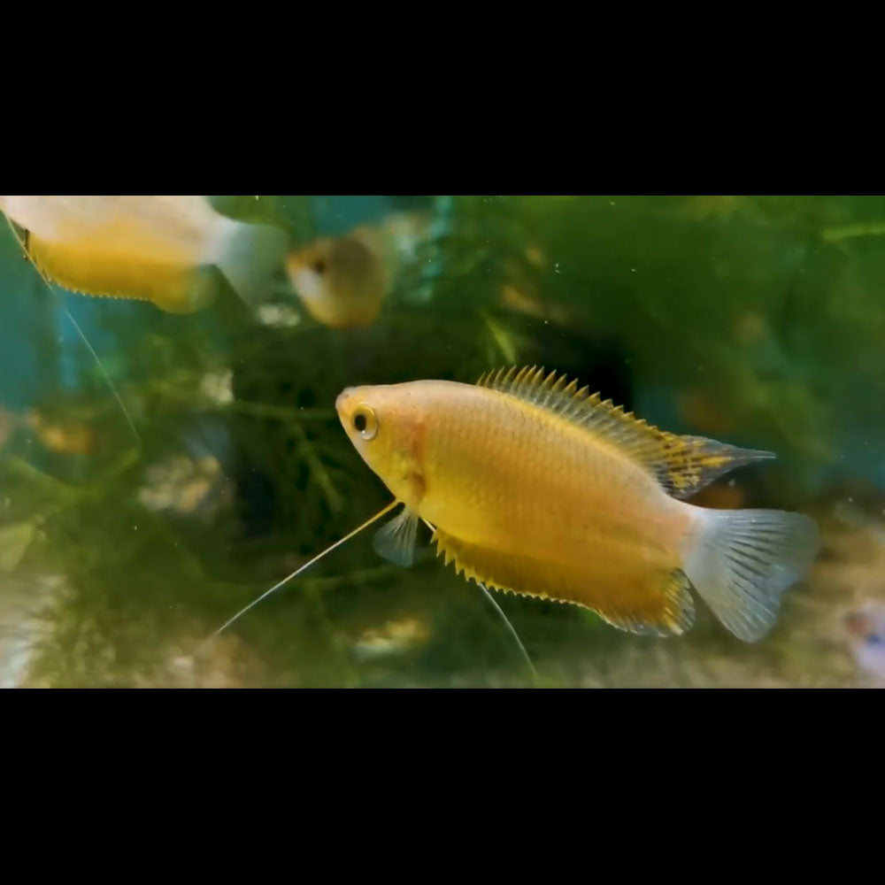 Honey Gourami (Trichogaster chuna) 4.5cm | Cichlids Badis & Gouramis | Largest Tropical Fish Selection at Your Local Fish Store