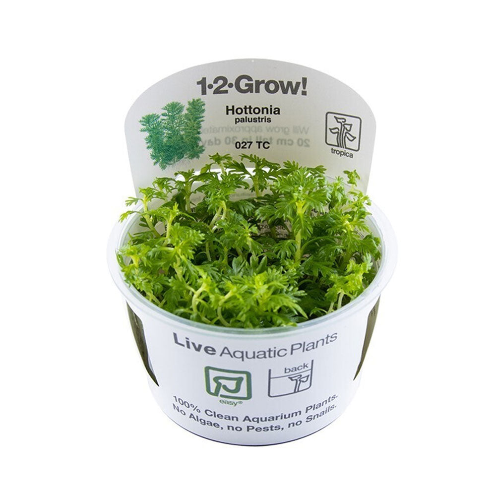 Hottonia palustris 1-2-Grow 027 TC | Tissue Cultures | Largest Tropical Fish Selection at Your Local Fish Store