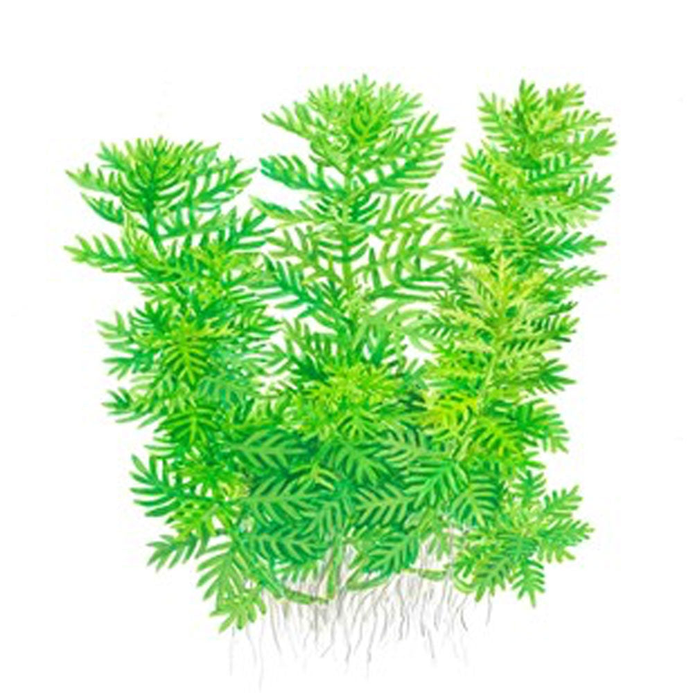 Hottonia palustris 1-2-Grow 027 TC | Tissue Cultures | Largest Tropical Fish Selection at Your Local Fish Store