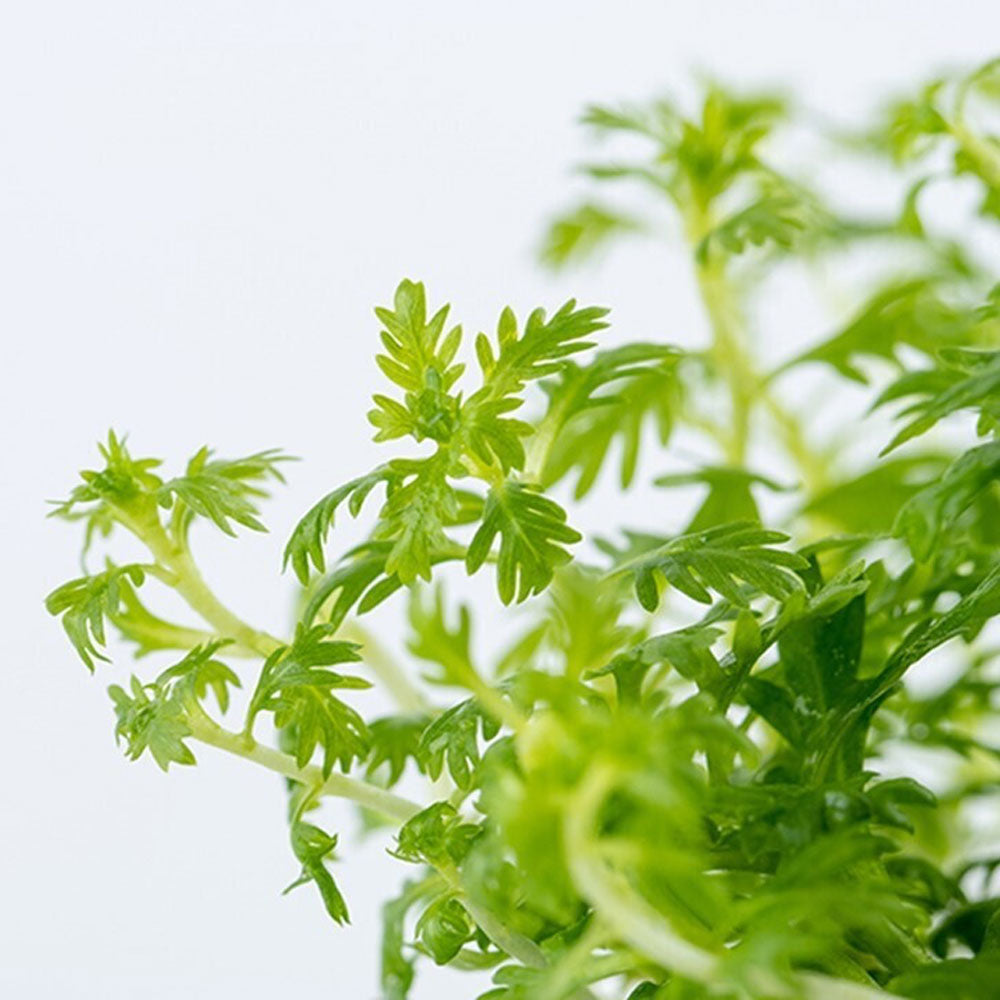 Hottonia palustris 1-2-Grow 027 TC | Tissue Cultures | Largest Tropical Fish Selection at Your Local Fish Store