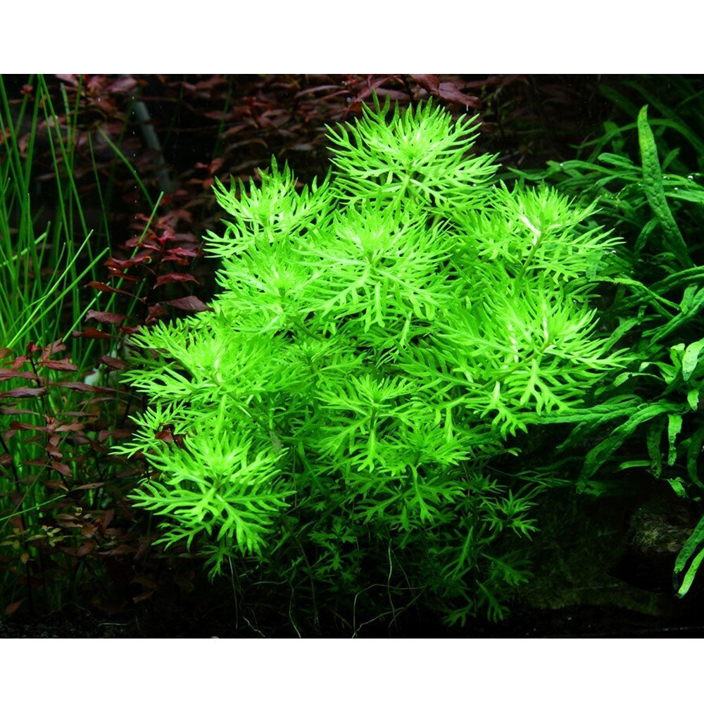 Hottonia palustris 1-2-Grow 027 TC | Tissue Cultures | Largest Tropical Fish Selection at Your Local Fish Store