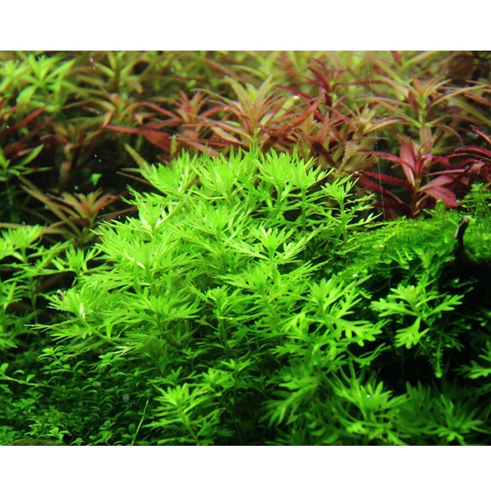 Hottonia palustris 1-2-Grow 027 TC | Tissue Cultures | Largest Tropical Fish Selection at Your Local Fish Store