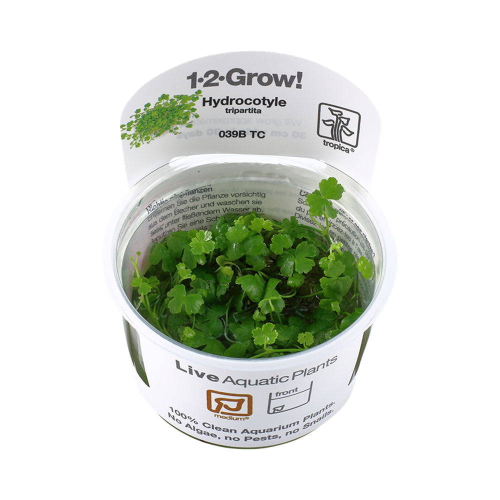 Hydrocotyle tripartita 1-2-Grow 039B TC | Tissue Cultures | Largest Tropical Fish Selection at Your Local Fish Store